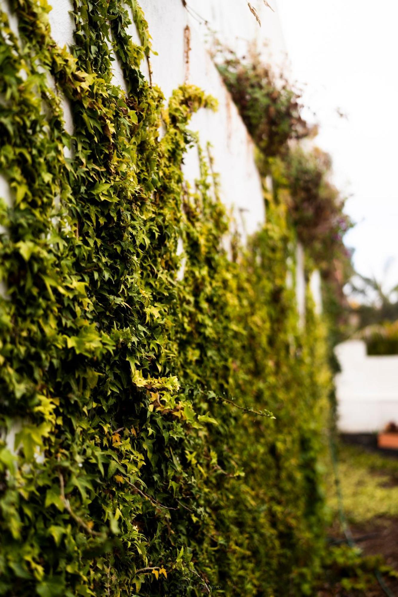 Villa Laurisilva El El Sauzal Exterior foto